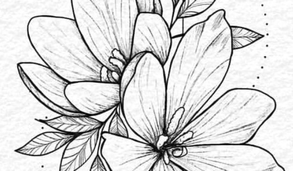 1024x600 Tattoos - Jasmine Flower Botanical Drawing