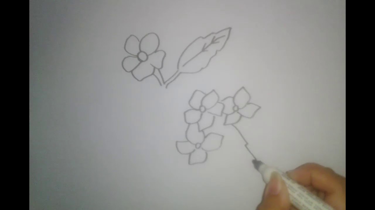 1280x720 How To Draw A Beautiful Jasmine Flowers - Jasmine Flower Drawing
