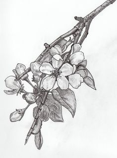 236x317 Huge Collection Of 'jasmine Flower Drawing Tattoo' Download More - Jasmine Flower Drawing