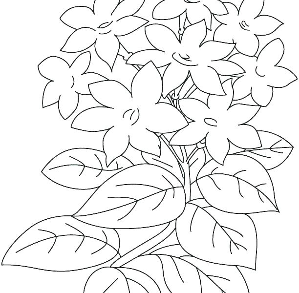 612x600 Drawing Coloring Picture Of Jasmine Flower Printable And Online - Jasmine Flower Drawing