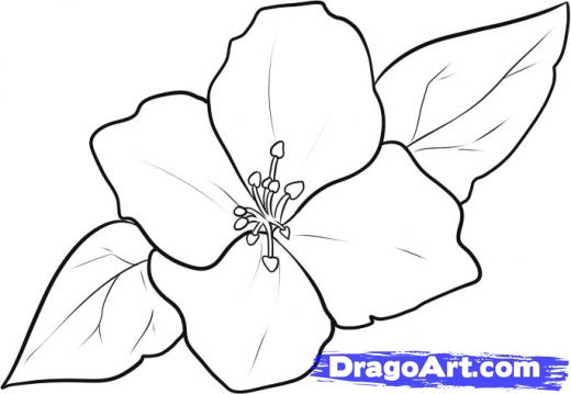 520x359 Jasmine Flower Drawing Step - Jasmine Flower Drawing