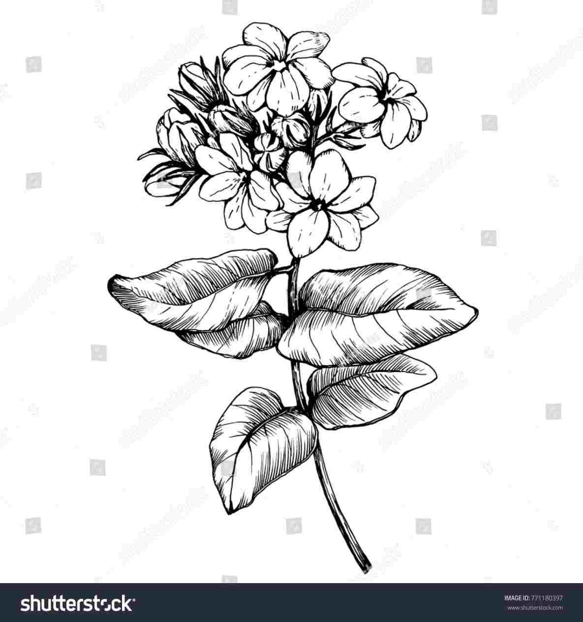 1185x1264 Jasmine Flower Pencil Drawing - Jasmine Flower Drawing