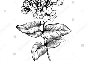 300x210 Jasmine Flower Picture Drawing - Jasmine Flower Drawing