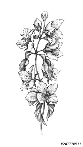 284x500 Jasmine Flowers Pencil Drawing - Jasmine Flower Drawing
