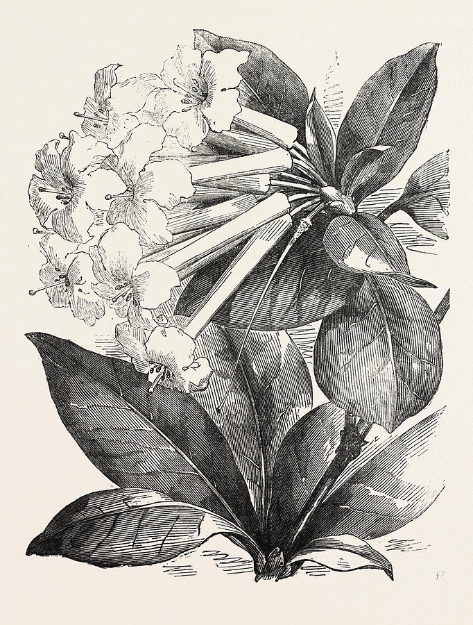 682x900 Jasmine Flower Rhododendron Drawing - Jasmine Flower Drawing