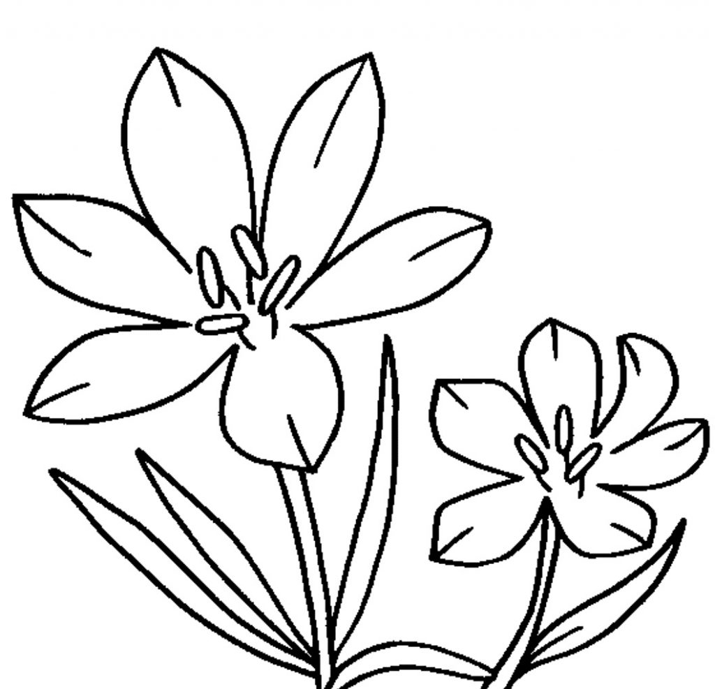 Jasmine Flower Drawing at Explore collection of