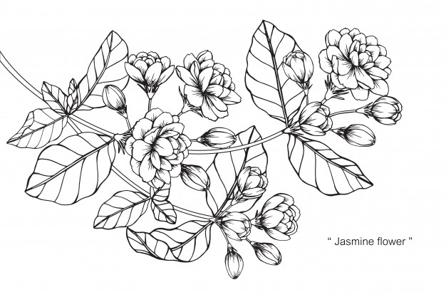626x417 Jasmine Flower Drawing Illustration Vector Premium Download - Jasmine Flower Drawing