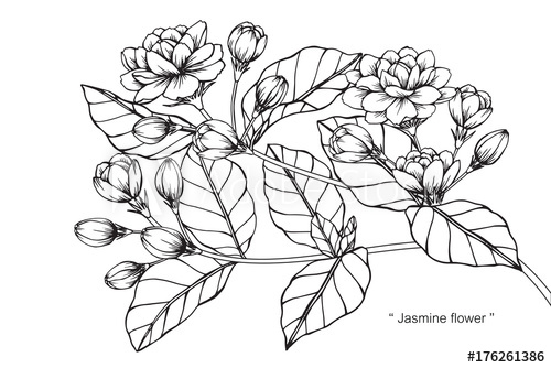 500x334 Jasmine Flower Drawing - Jasmine Flower Drawing