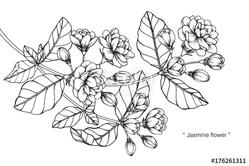 500x334 Jasmine Flower Drawing Stock Photo And Royalty Free Images - Jasmine Flower Drawing