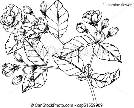 450x363 Jasmine Flower Drawing And Sketch With Black And White Line Art - Jasmine Flower Drawing