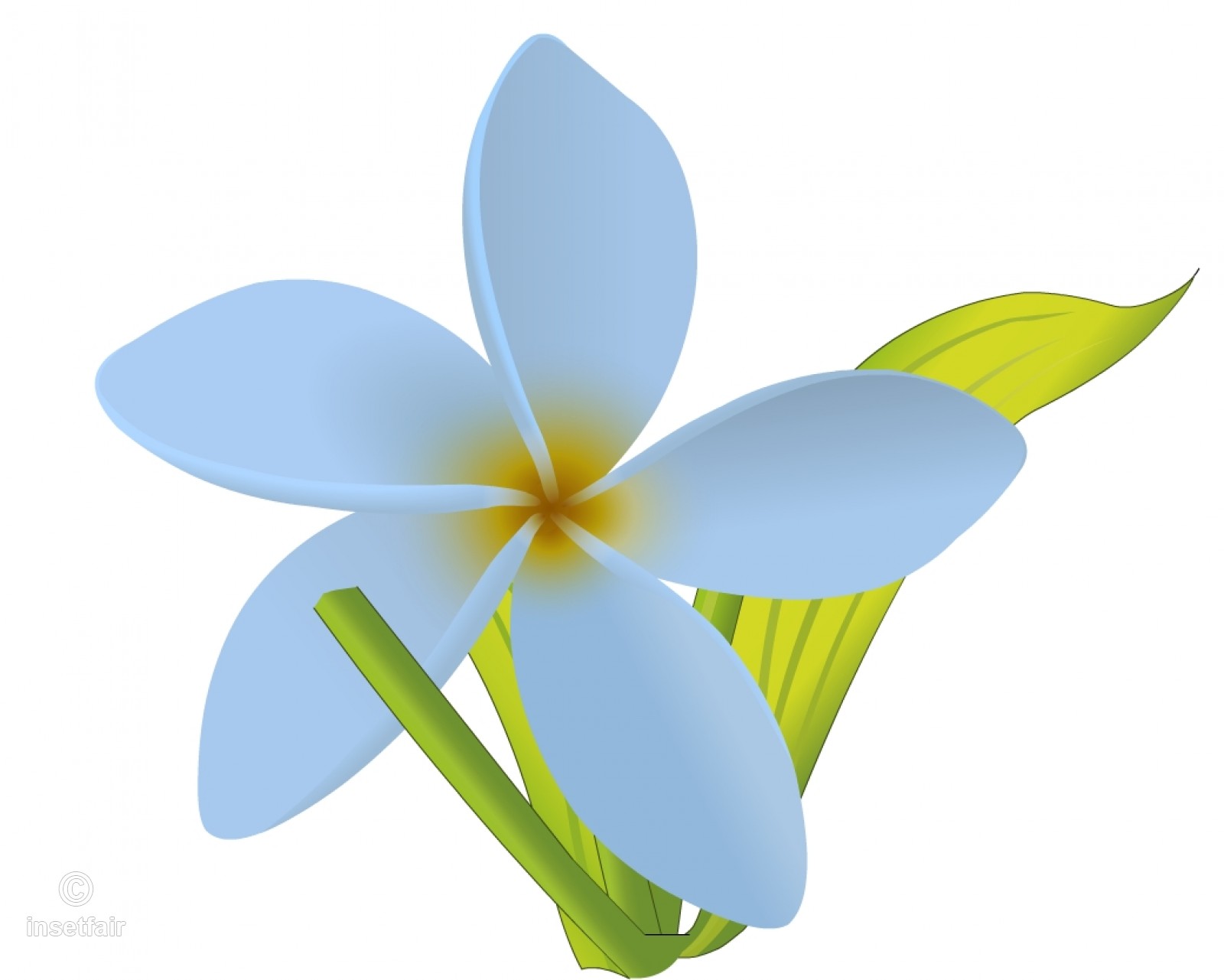 1600x1281 White Jasmine Flower Vector Drawing With Adobe Flash - Jasmine Flower Drawing