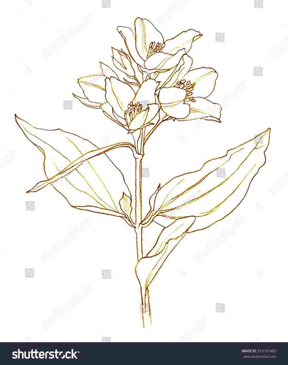 998x1264 jasmine jasmine flower pencil drawing columbine flowers pictures - Jasmine Flower Drawing
