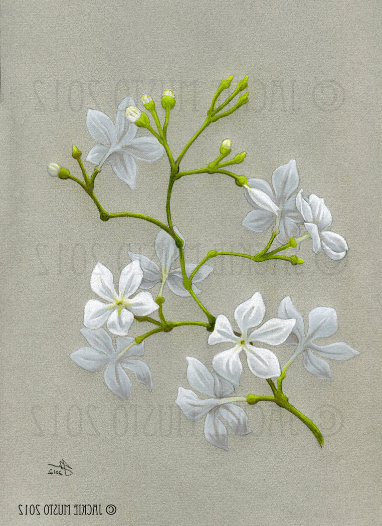 Jasmine Flower Drawing at Explore collection of