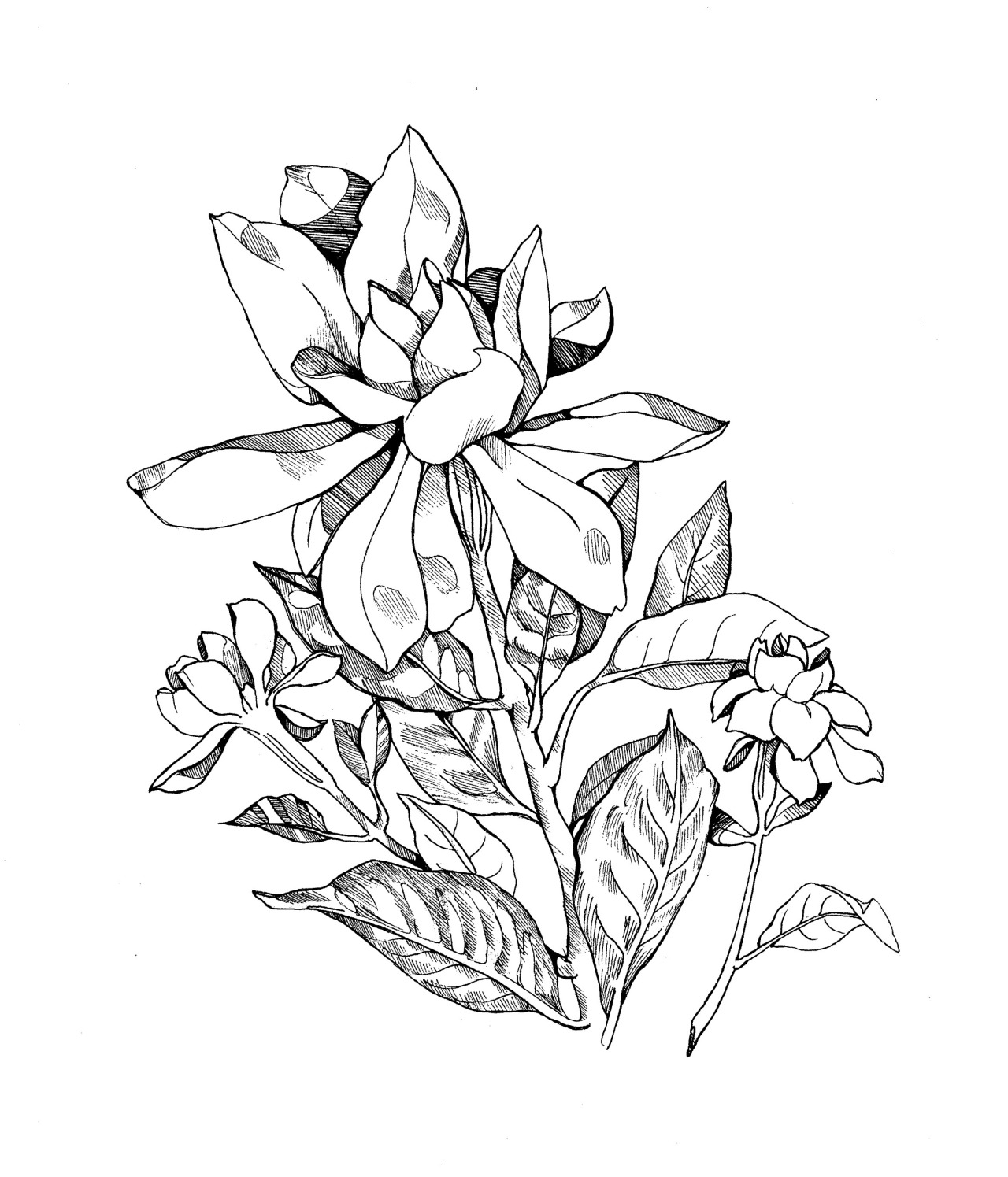 Jasmine Flower Drawing at Explore collection of