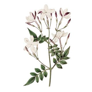 320x320 Jasmine Plant Drawing - Jasmine Flower Drawing