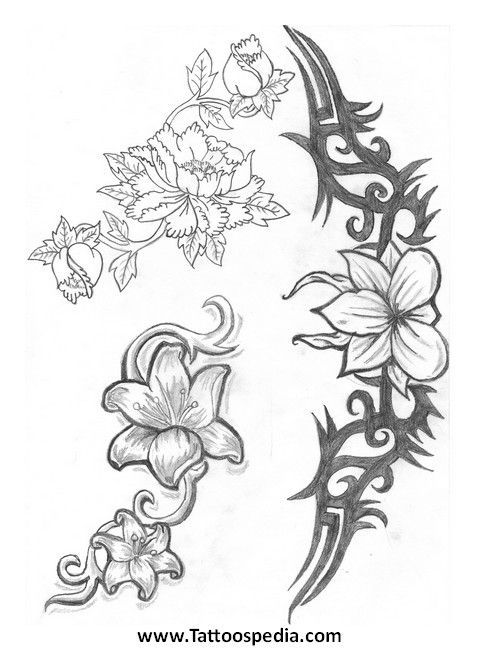 480x650 jasmine flower pencil drawing columbine flowers pictures - Jasmine Flower Drawing Tattoo