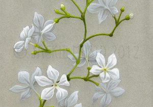 300x210 Jasmine Flower Tattoo Images - Jasmine Flower Drawing Tattoo