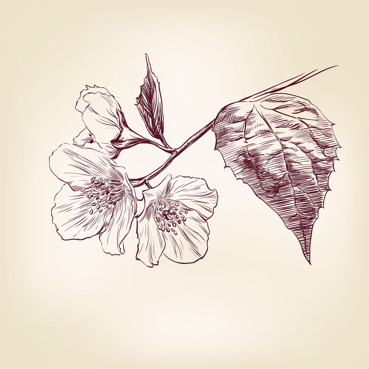 1280x1280 Jasmine Flower Tattoo - Jasmine Flower Drawing Tattoo