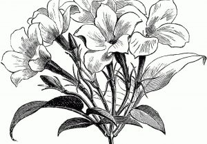 300x210 pencil sketch of jasmine flower jasmine flower drawing tattoo - Jasmine Flower Drawing Tattoo