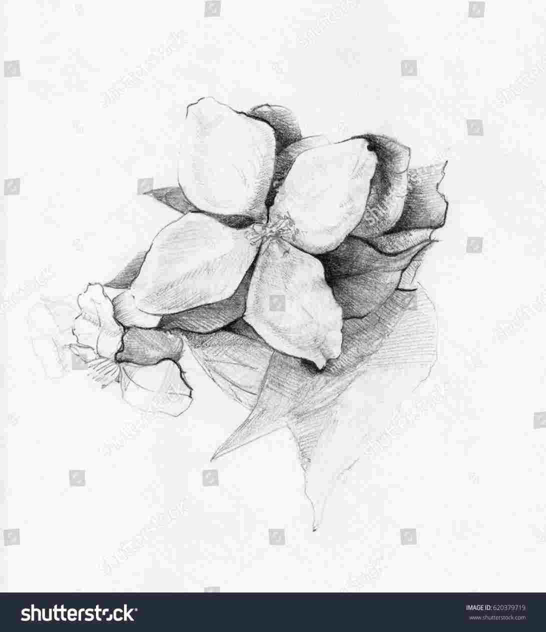 1092x1264 clock jasmine flowers potential tattoo drawing rhcom - Jasmine Flower Drawing Tattoo