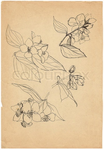 333x480 vintage flower drawing jasmin - Jasmine Flower Drawing Tattoo