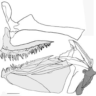 320x320 Pdf Comparative Osteology Of The Jaws In Representatives - Jaws Of Life Drawing