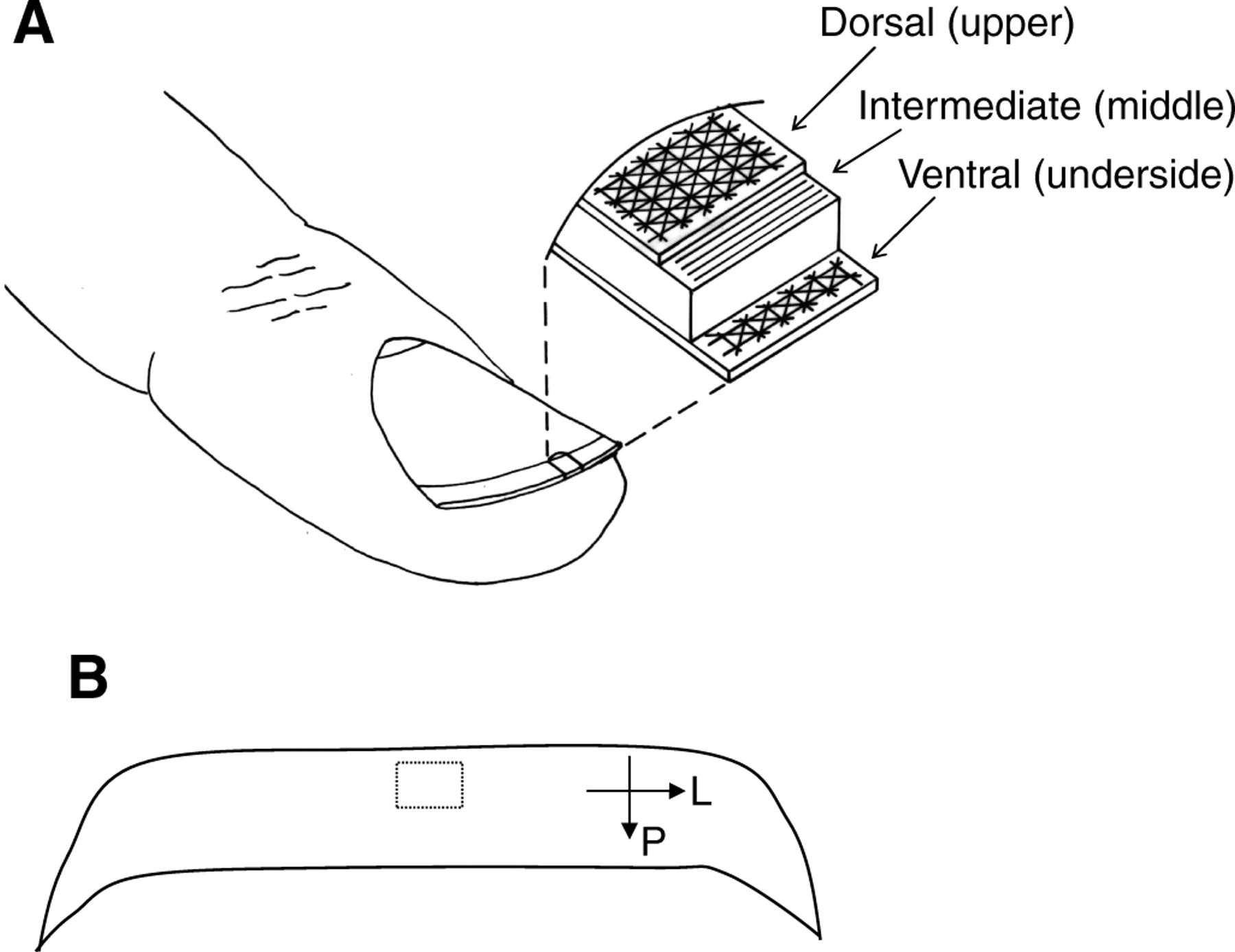 1800x1388 The Effect Of Humidity On The Fracture Properties Of Human - Jaws Of Life Drawing