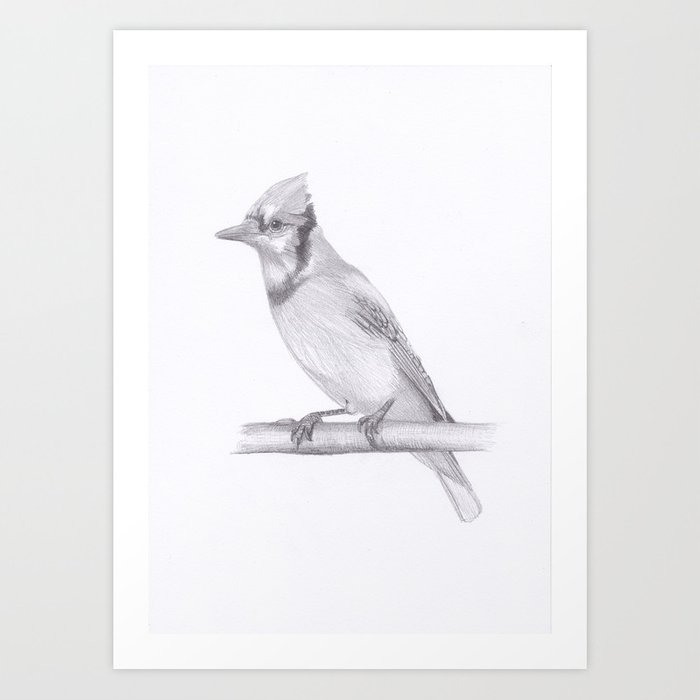 700x700 Blue Jay Drawing Art Print - Jay Drawing