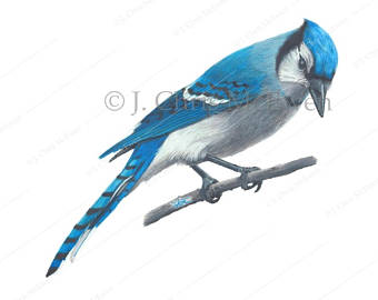 340x270 Blue Jay Drawing Etsy - Jay Drawing