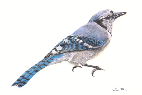 600x400 Color Pencil Drawing Blue Jay Art - Jay Drawing