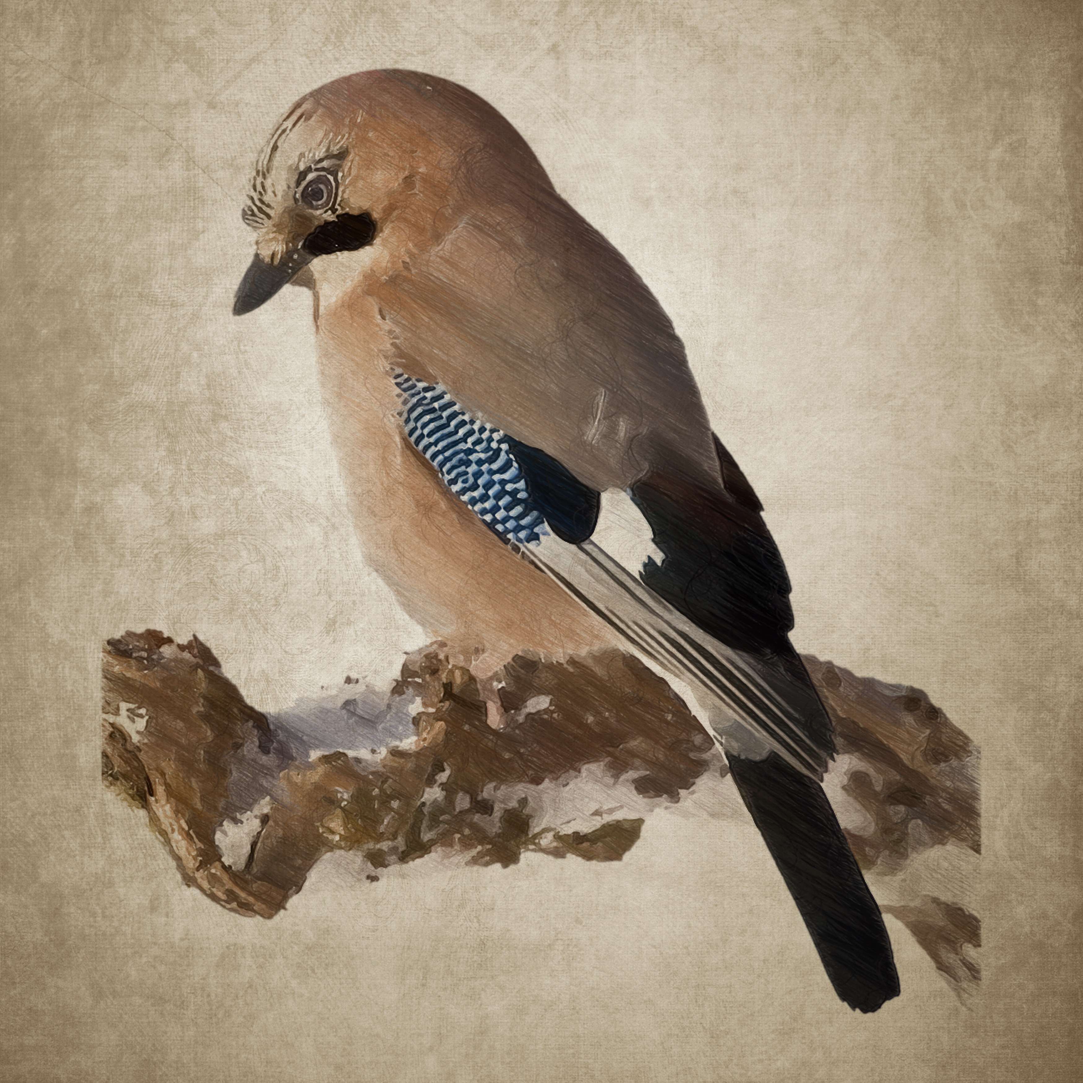 3500x3500 Free Images Wing, Vintage, Beak, Painting, Plumage, Jay, Sketch - Jay Drawing