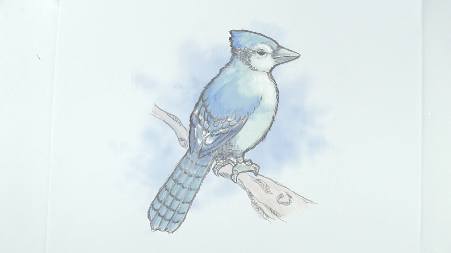 1920x1080 How To Draw A Blue Jay Steps - Jay Drawing