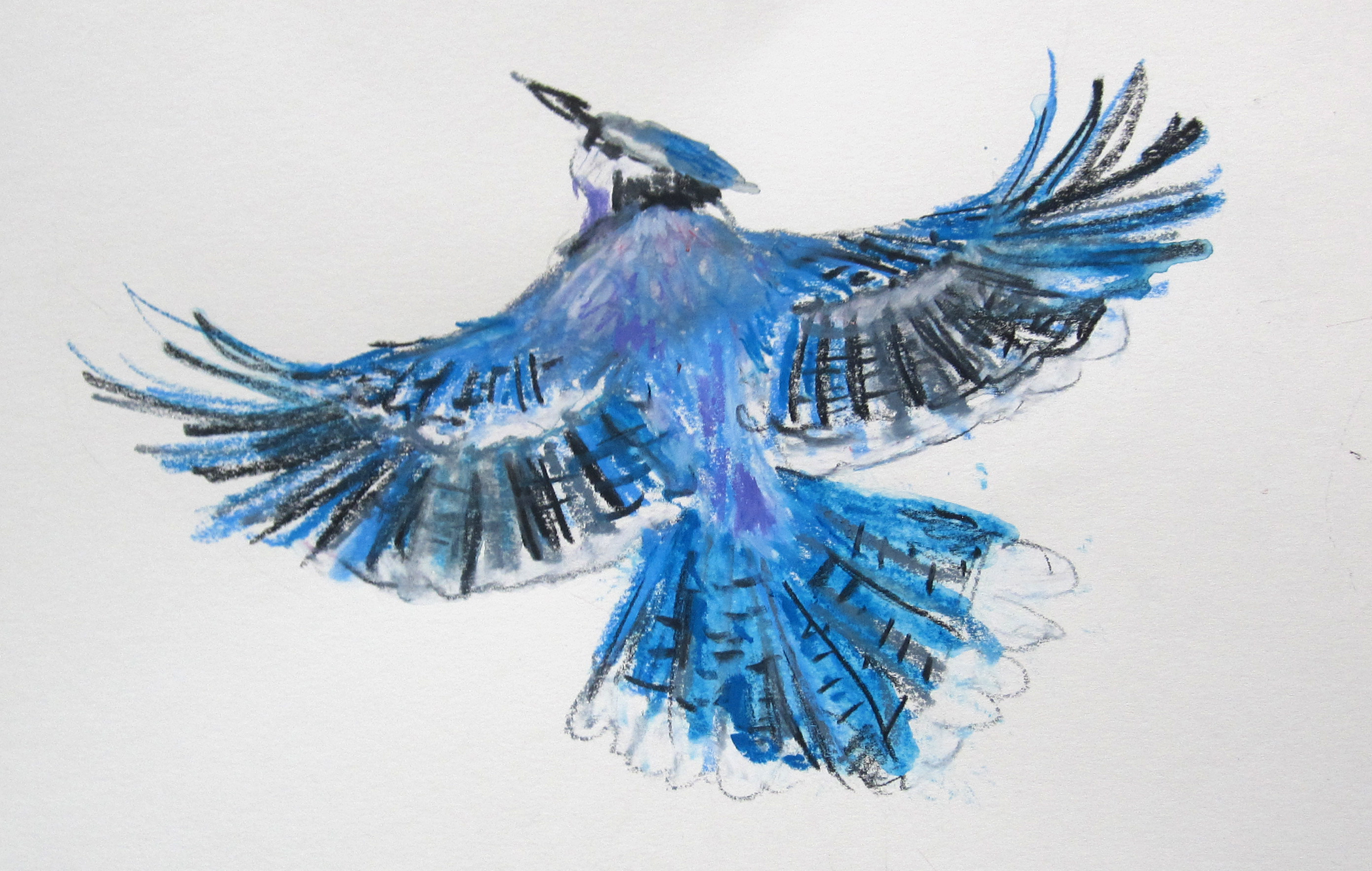 2100x1333 blue jay - Jay Drawing