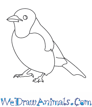 300x350 How To Draw A Blue Jay - Jay Drawing