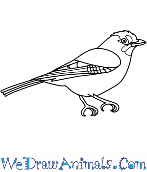 300x350 How To Draw A Jay - Jay Drawing