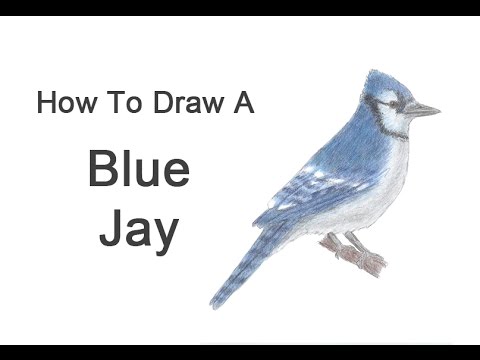 480x360 How To Draw A Blue Jay - Jay Drawing