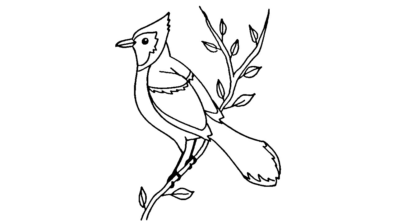 1280x720 How To Draw A Blue Jay - Jay Drawing