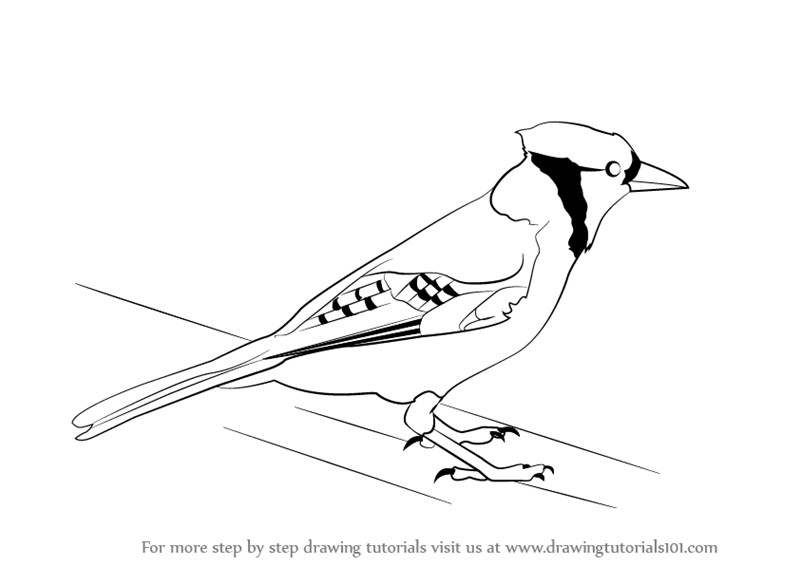 800x566 Learn How To Draw A Blue Jay - Jay Drawing
