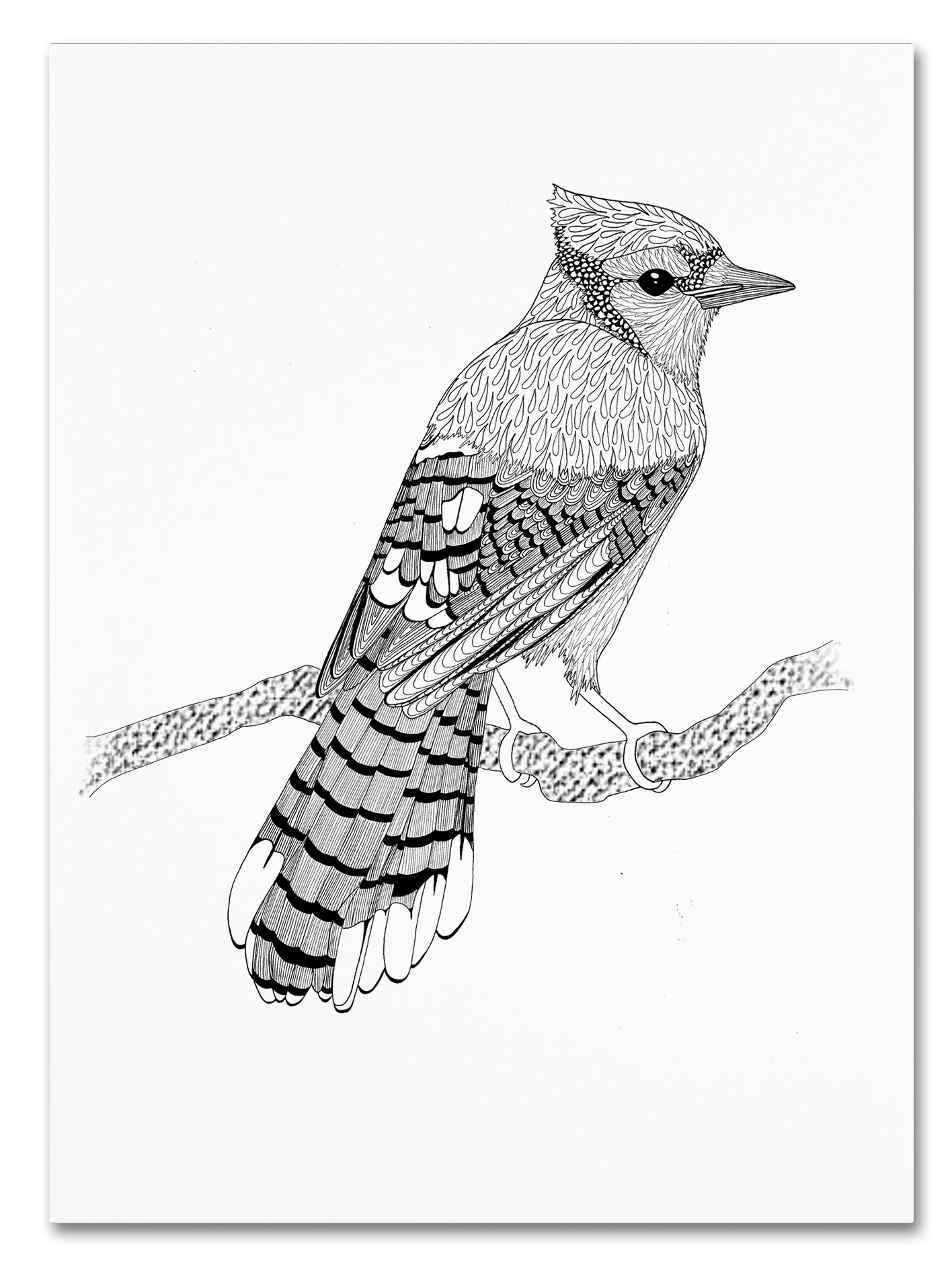 1416x1876 Trademark Art 'blue Jay' Drawing Print On Wrapped Canvas Wayfair Ca - Jay Drawing