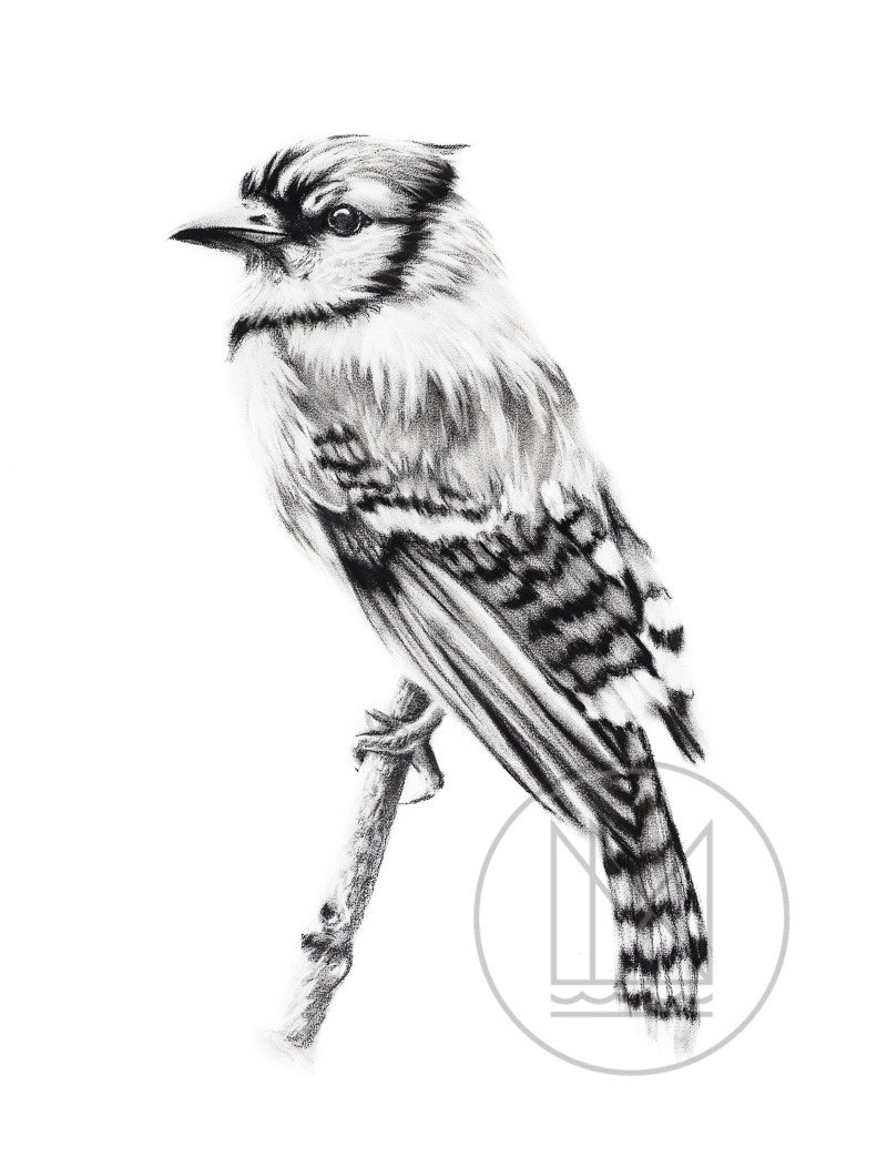 800x1052 blue jay charcoal drawing mississippinorth - Jay Drawing