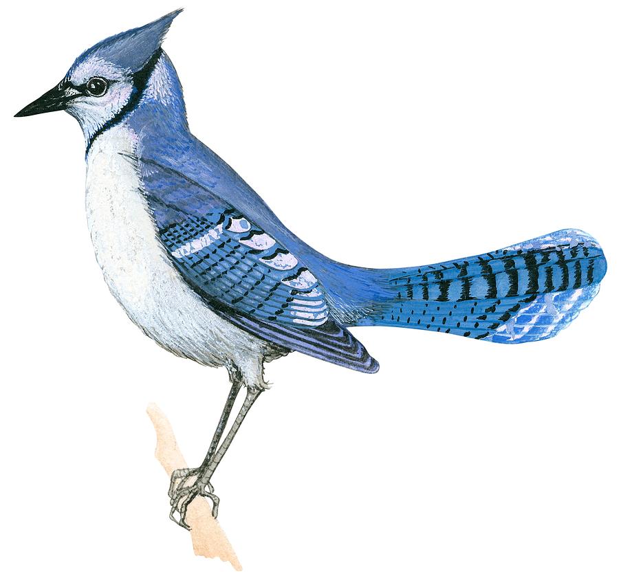 900x841 blue jay drawing - Jay Drawing