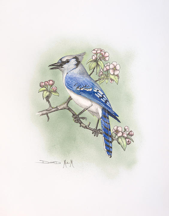 564x720 Blue Jay Drawing - Jay Drawing