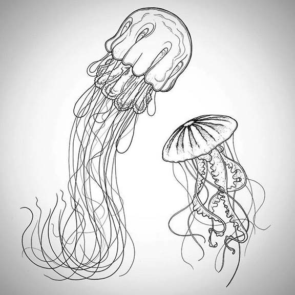 576x576 How To Draw Simple Jellyfish - Jellyfish Drawing