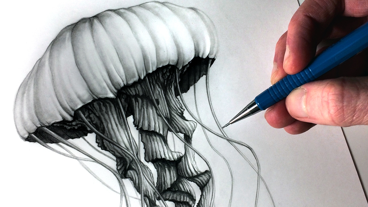 1280x720 How To Draw A Jellyfish - Jellyfish Drawing