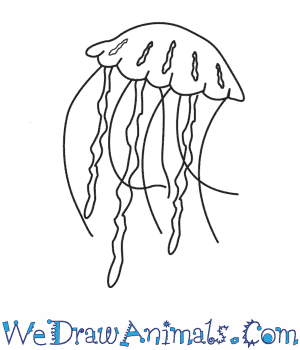 300x350 How To Draw A Jellyfish - Jellyfish Drawing
