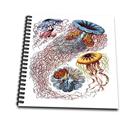425x386 Famous Biologist Jellyfish Drawing Book - Jellyfish Drawing