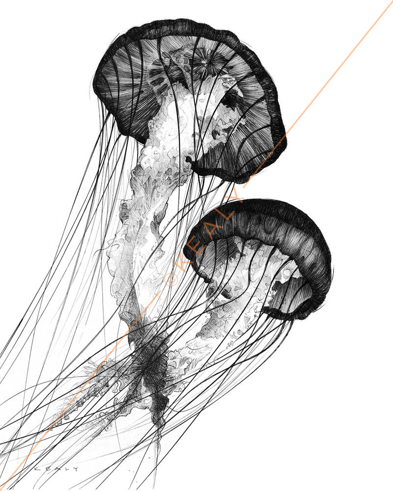 800x1000 Jellyfish Drawing Print Black And White Etsy - Jellyfish Drawing
