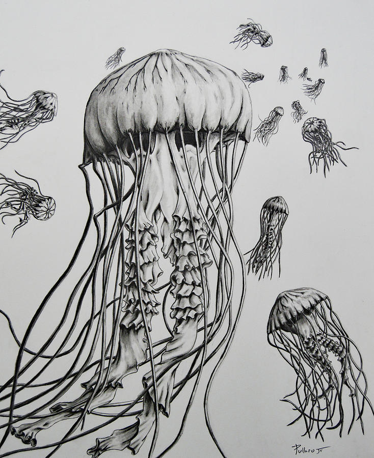 734x900 Jellyfish Drawing - Jellyfish Drawing