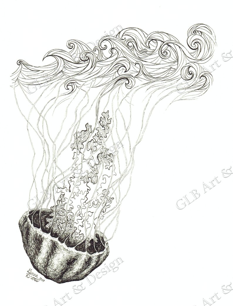 794x1043 Jellyfish Drawing Pen And Ink Print Black And White Print Etsy - Jellyfish Drawing