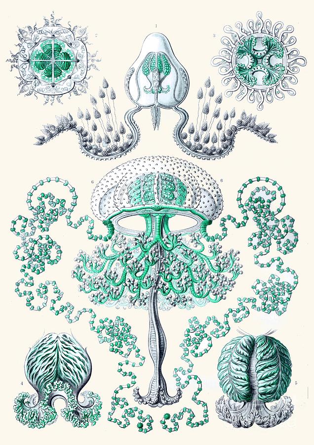 636x900 Vintage Jellyfish Drawing - Jellyfish Drawing